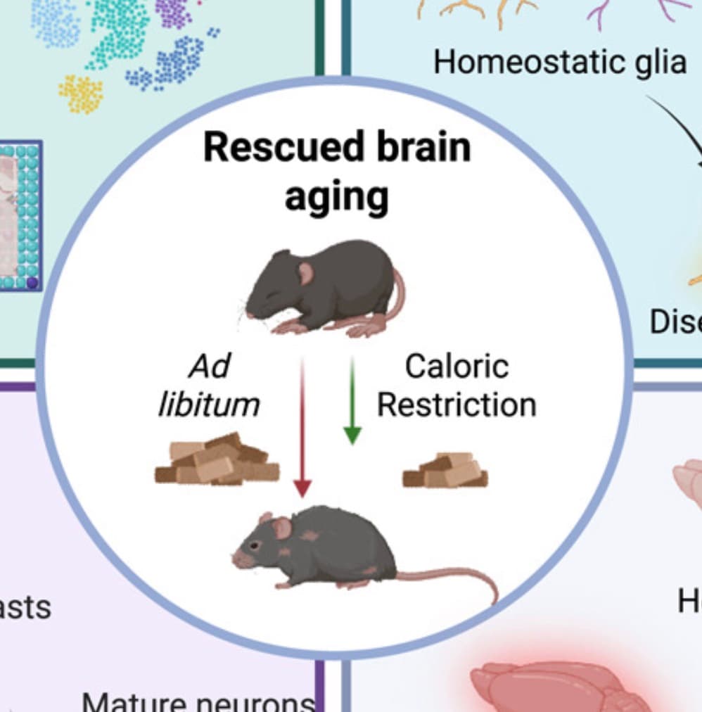 Spatiotemporal profiling reveals the impact of caloric restriction in the aging mammalian brain