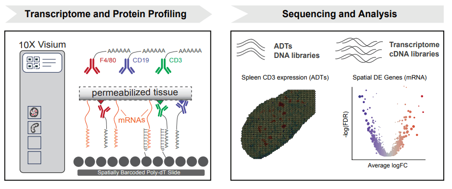 Integrated protein and transcriptome high-throughput spatial profiling