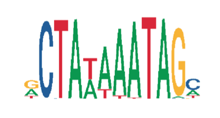 Multimodal single-cell chromatin analysis with Signac