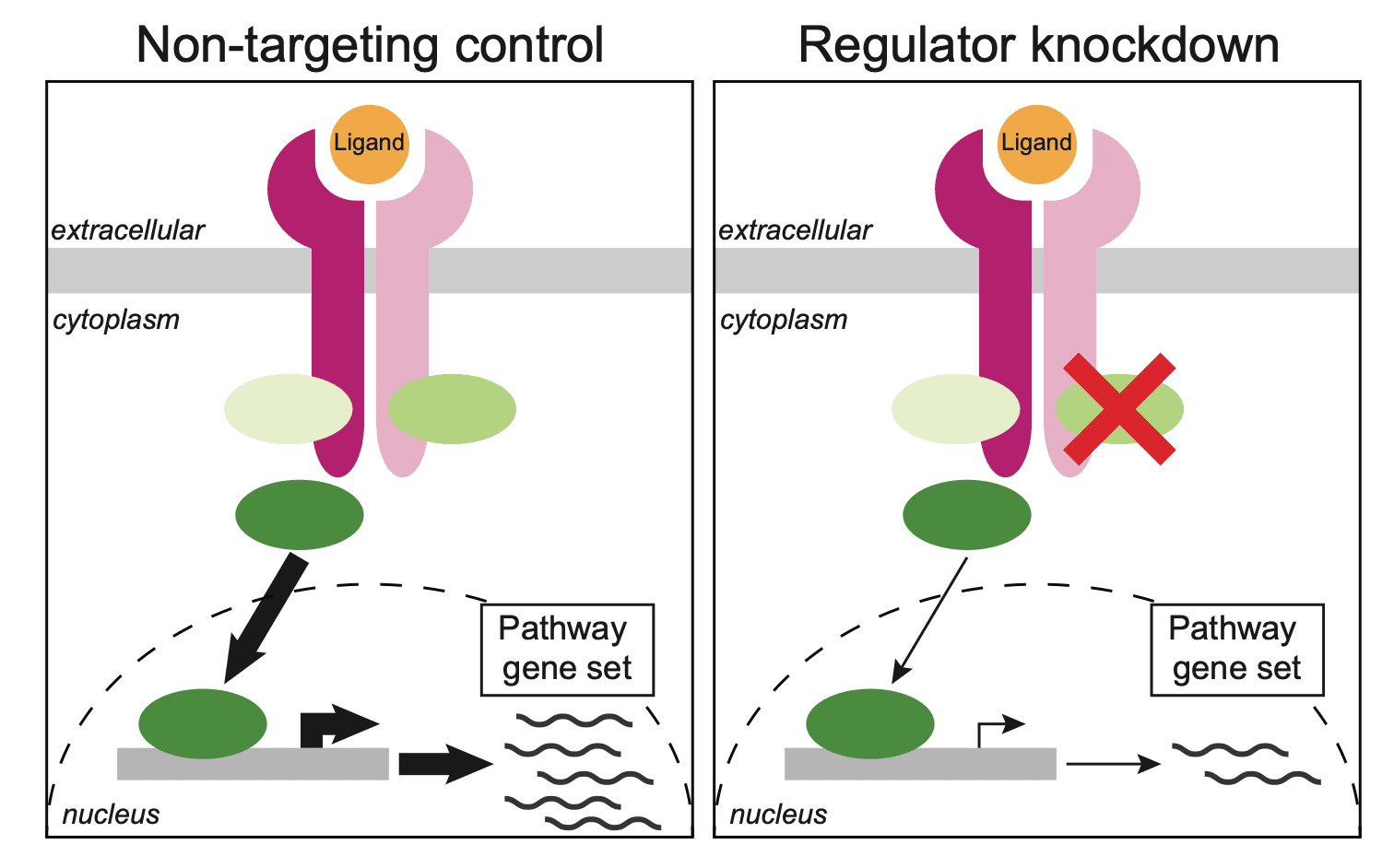 Systematic reconstruction of molecular pathway signatures using scalable single-cell perturbation screens