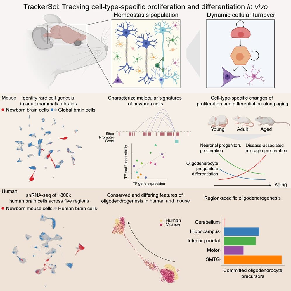 Tracking cell-type-specific temporal dynamics in human and mouse brains
