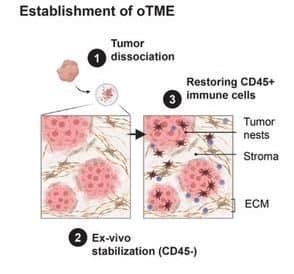 Breast Cancer Macrophage Heterogeneity and Self-renewal are Determined by Spatial Localization