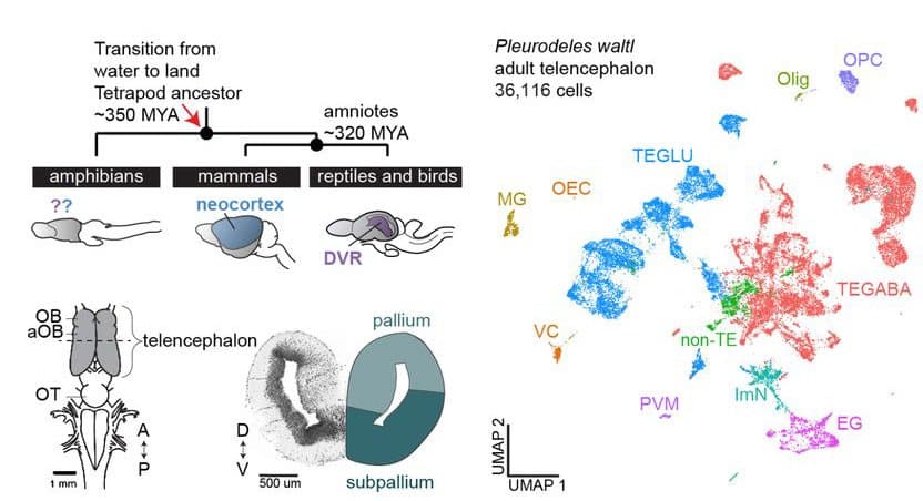 Cell type profiling in salamanders identifies innovations in vertebrate forebrain evolution