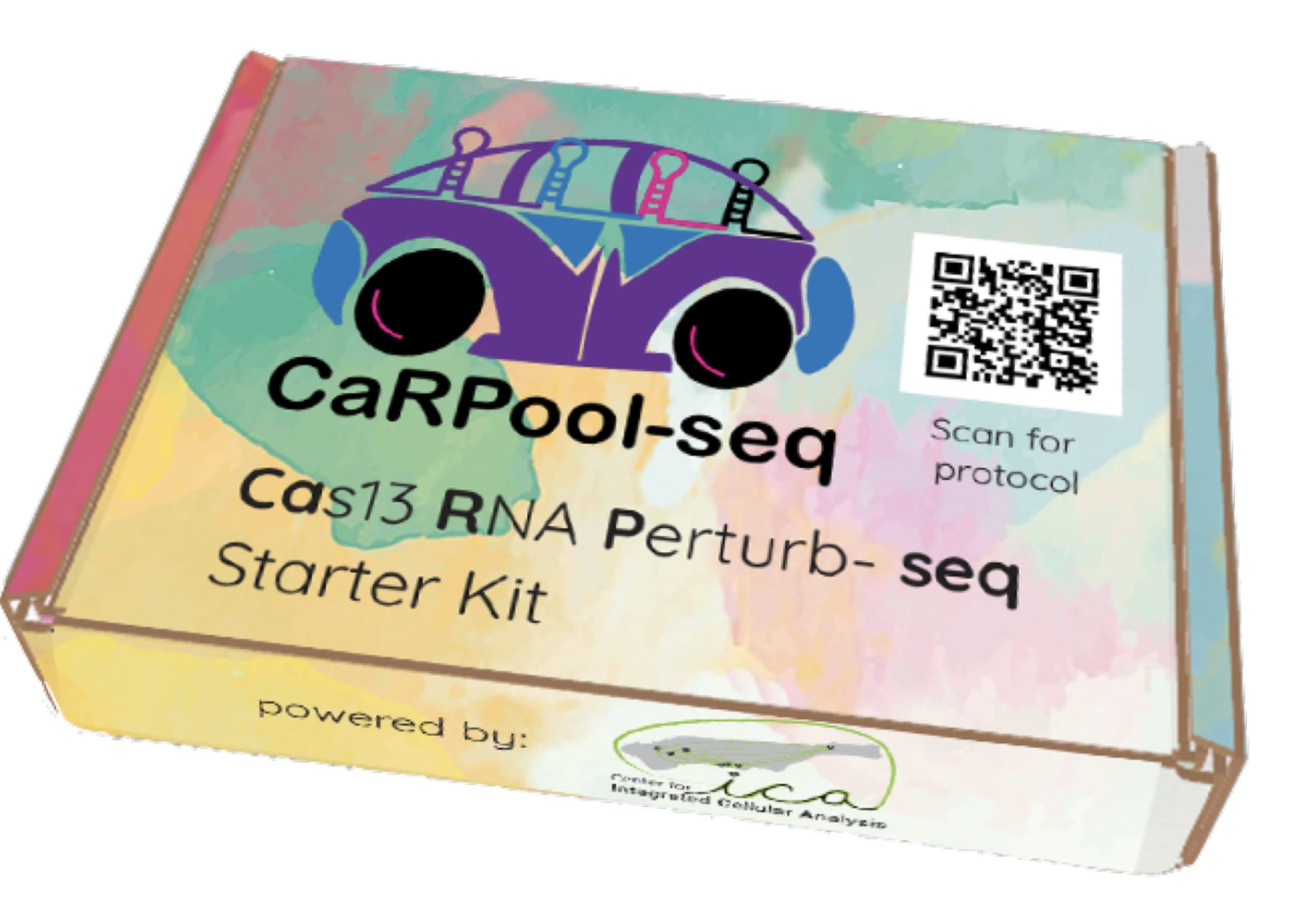 Efficient combinatorial targeting of RNA transcripts in single cells with Cas13 RNA Perturb-seq