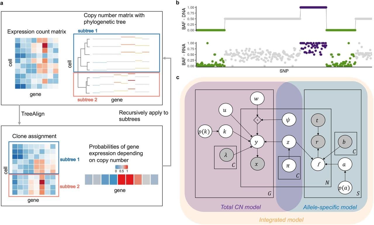 Exploiting allele-specific transcriptional effects of subclonal copy number alterations for genotype-phenotype mapping in cancer cell populations