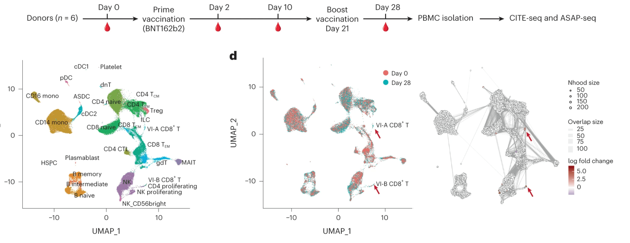 Multimodal single-cell datasets characterize antigen-specific CD8+ T cells across SARS-CoV-2 vaccination and infection