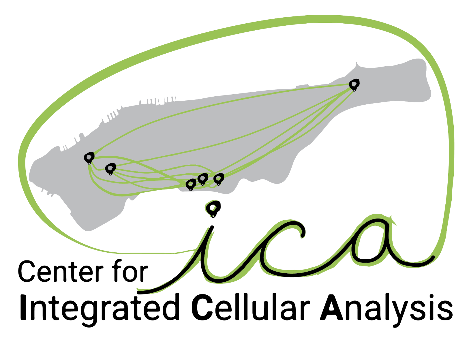 Center for Integrated Cellular Analysis Logo