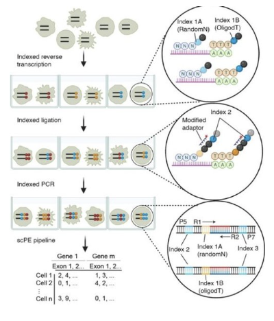 A global view of aging and Alzheimer’s pathogenesis-associated cell population dynamics and molecular signatures in human and mouse brains