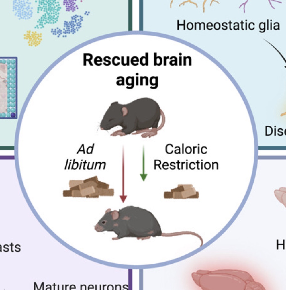 Spatiotemporal profiling reveals the impact of caloric restriction in the aging mammalian brain