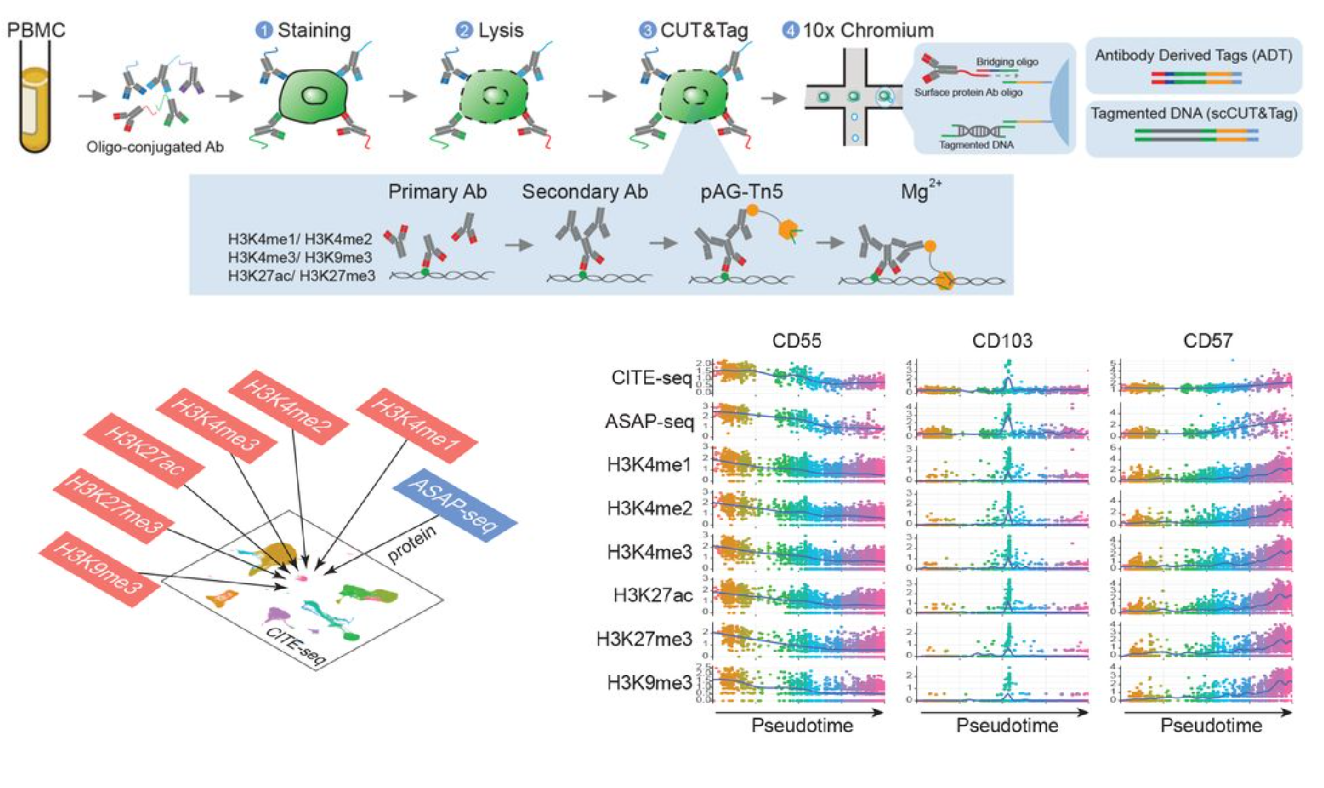 Characterizing cellular heterogeneity in chromatin state with scCUT&amp;Tag-pro