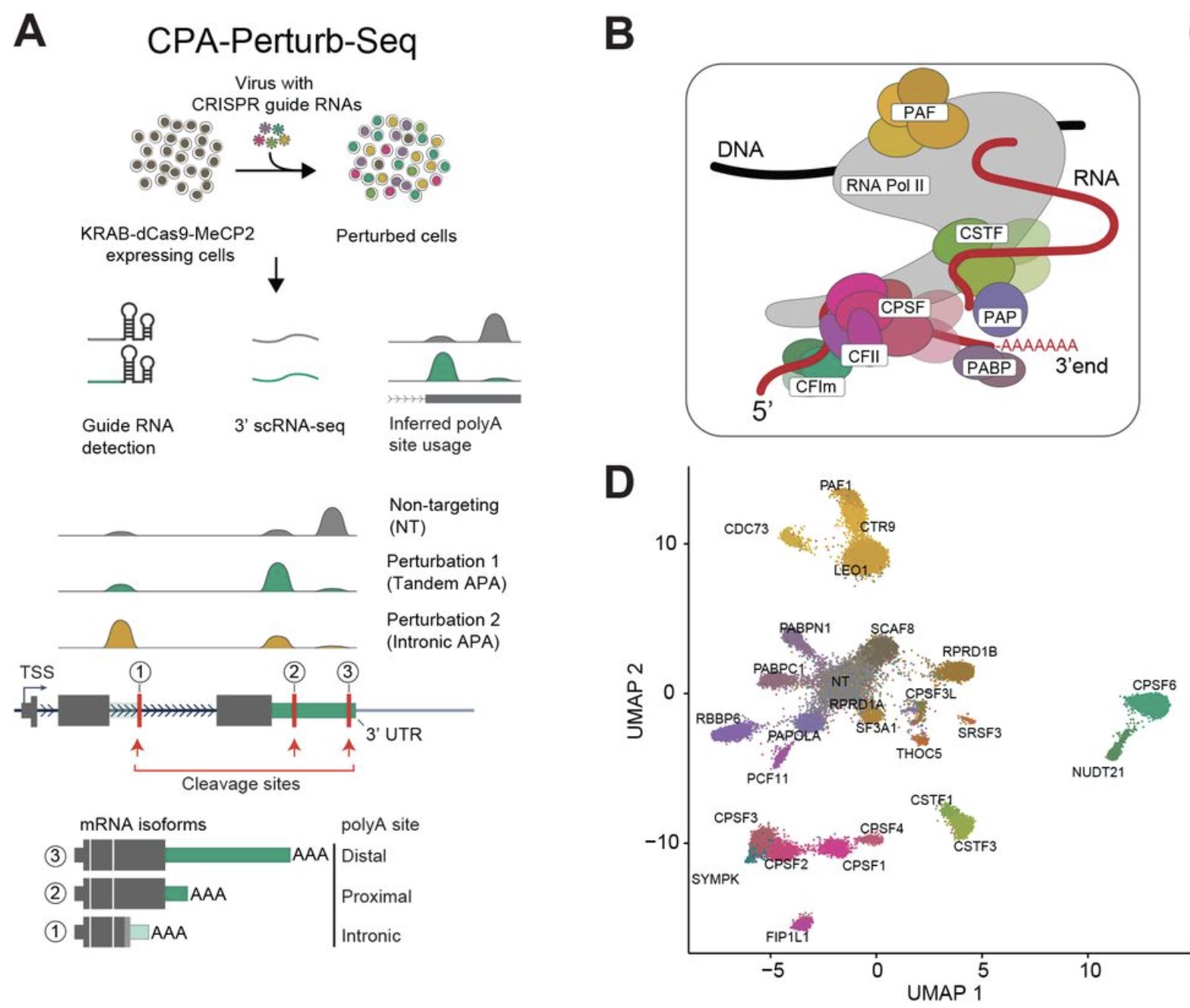 CPA-Perturb-seq: Multiplexed single-cell characterization of alternative polyadenylation regulators