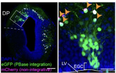 A conserved logic for the development of cortical layering in tetrapods