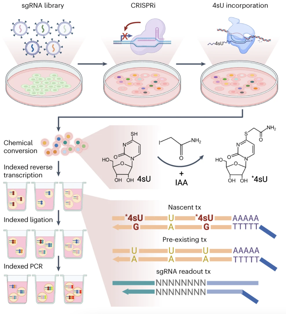 Dissecting key regulators of transcriptome kinetics through scalable single-cell RNA profiling of pooled CRISPR screens