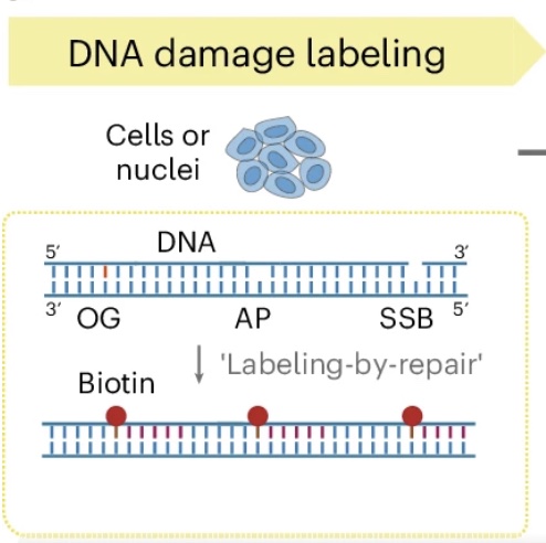Single-cell parallel analysis of DNA damage and transcriptome reveals selective genome vulnerability
