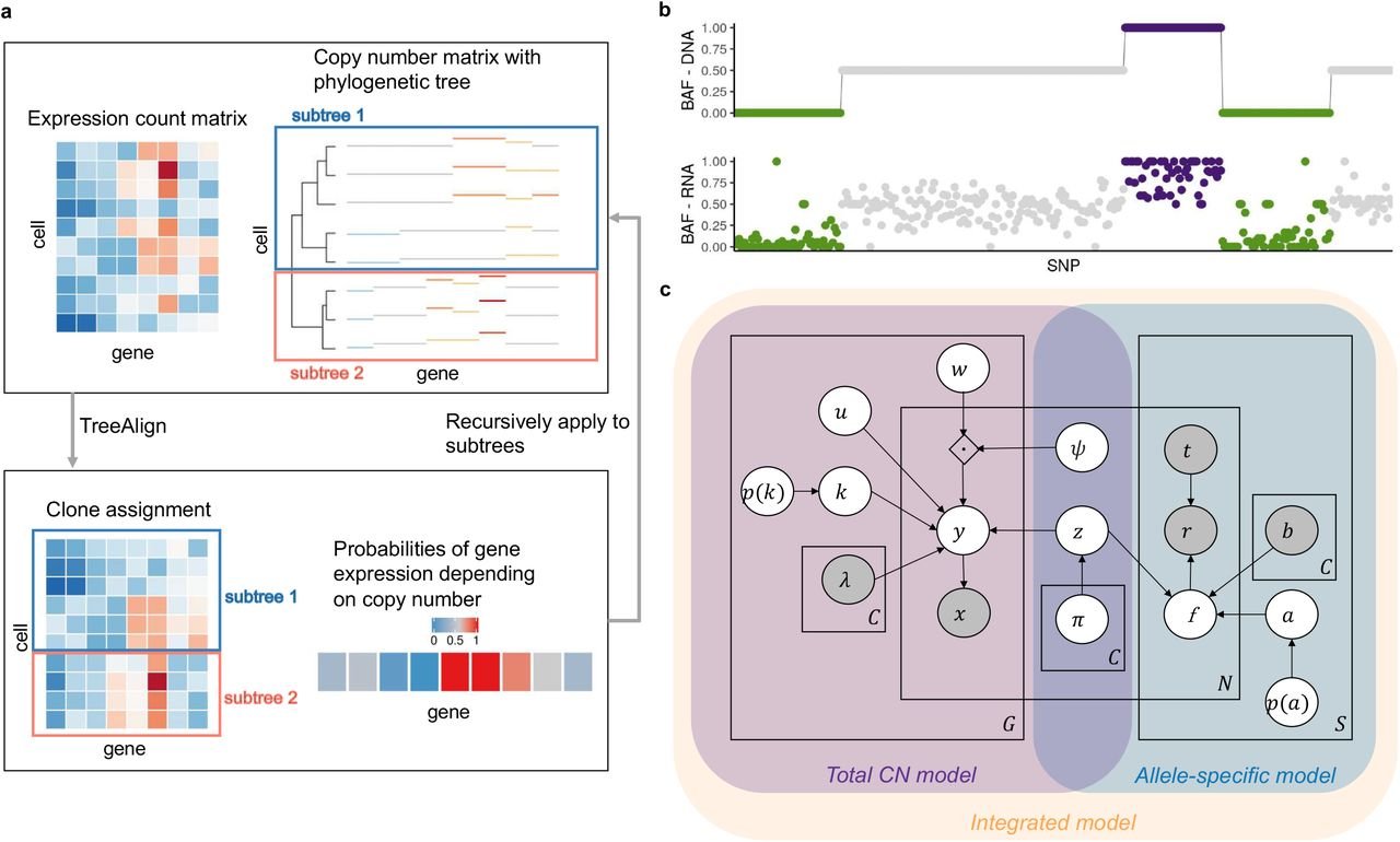 Exploiting allele-specific transcriptional effects of subclonal copy number alterations for genotype-phenotype mapping in cancer cell populations