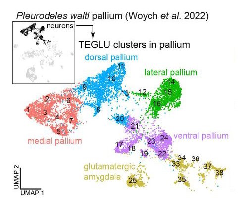 Glutamatergic neuron types in the amygdala of the urodele amphibian Pleurodeles waltl