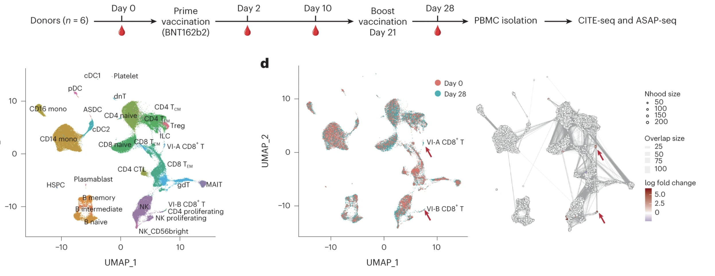 Multimodal single-cell datasets characterize antigen-specific CD8+ T cells across SARS-CoV-2 vaccination and infection