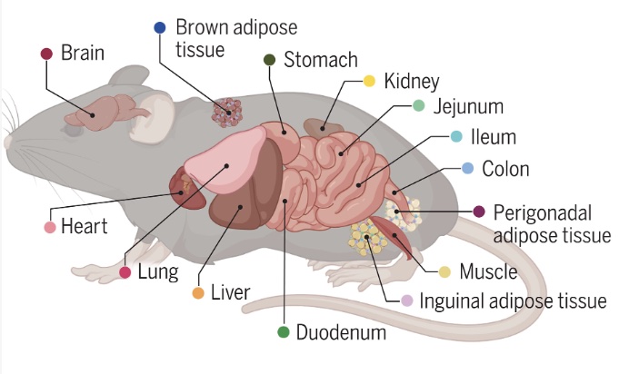 A panoramic view of cell population dynamics in mammalian aging
