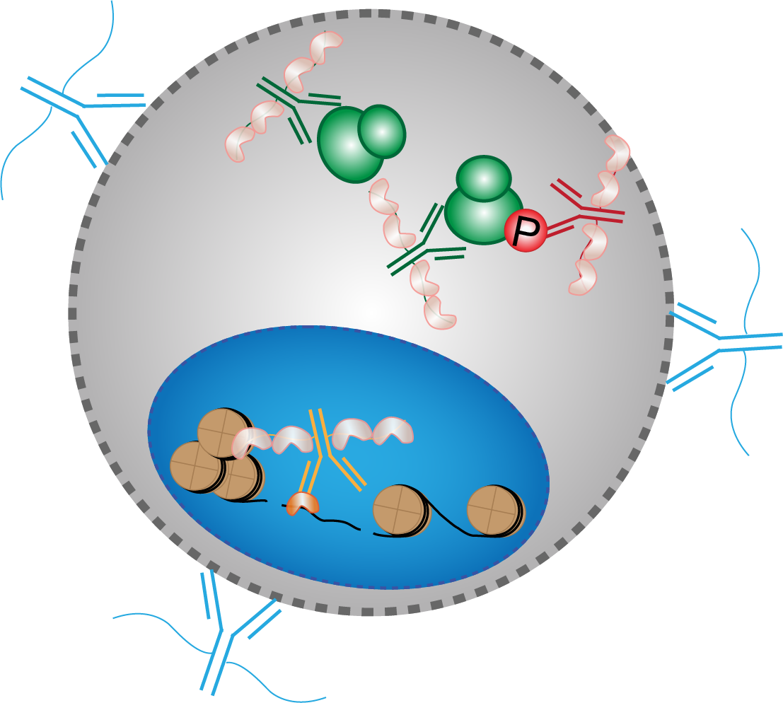 Phospho-seq: Integrated, multi-modal profiling of intracellular protein dynamics in single cells
