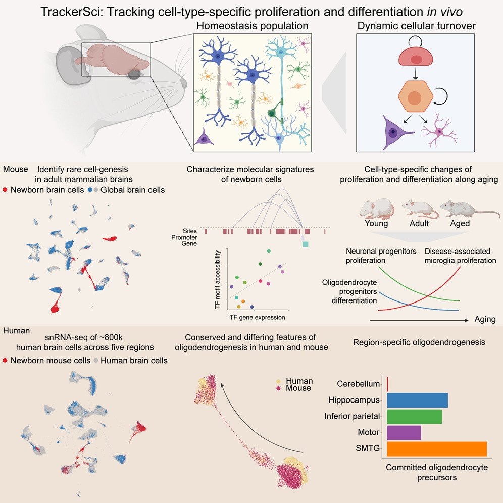 Tracking cell-type-specific temporal dynamics in human and mouse brains